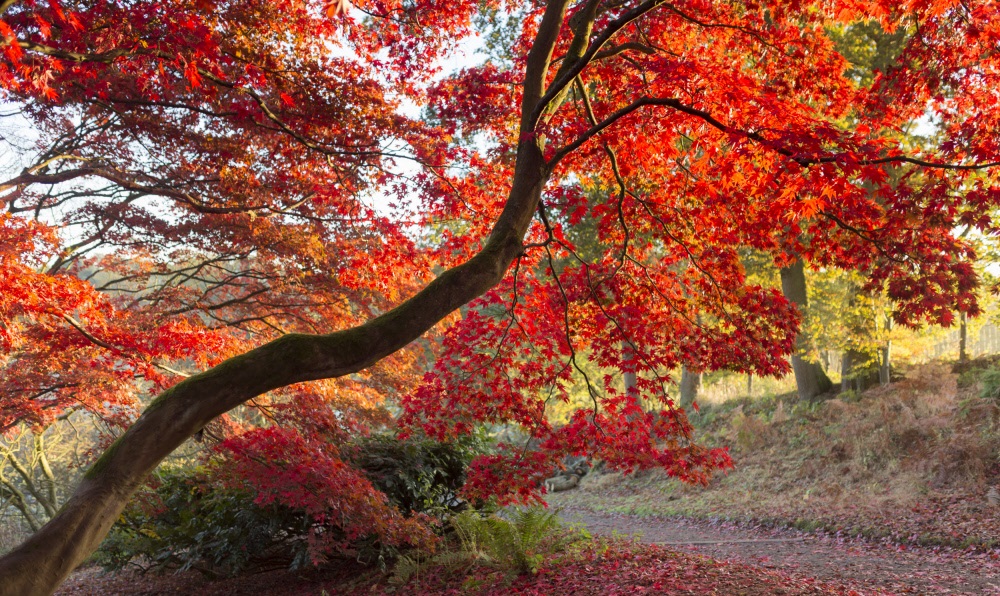 Winkworth Arboretum, Surrey