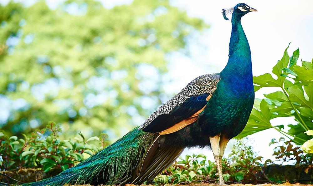 Hurlingham peacock