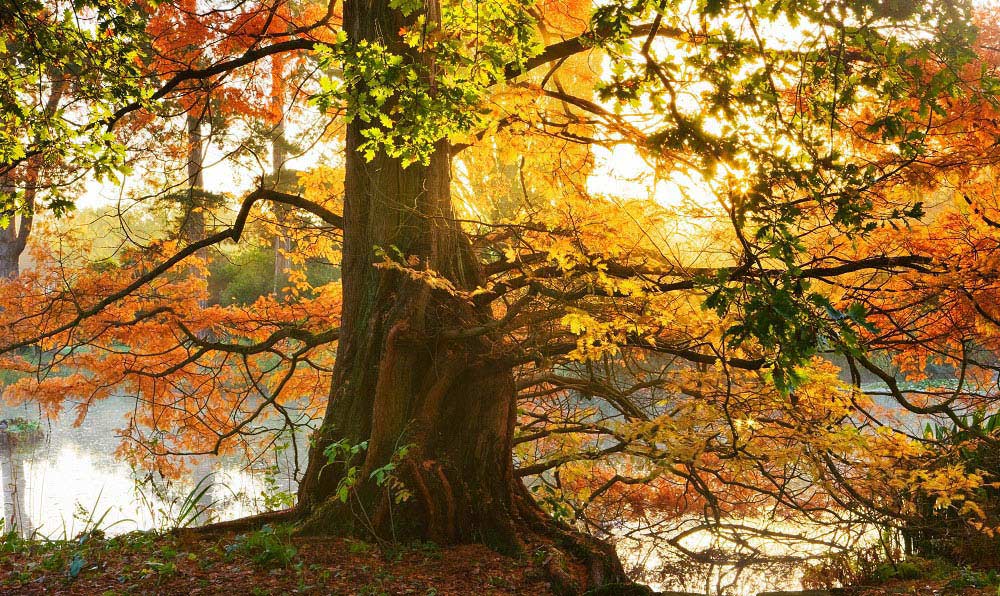 autumn tree colours
