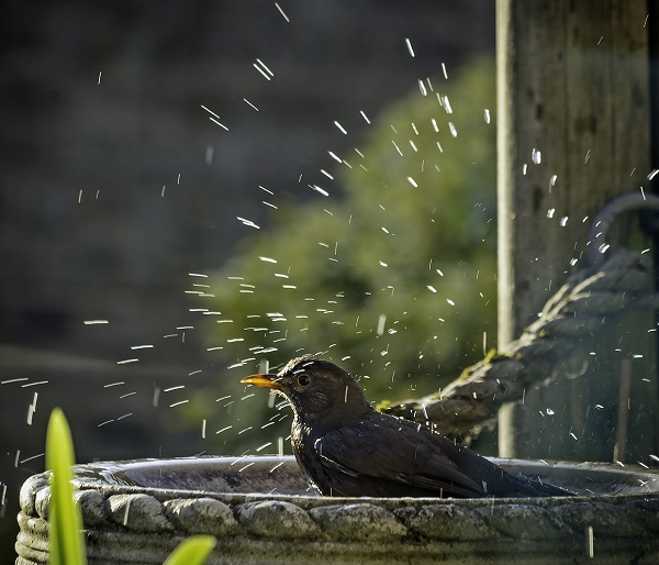 Bird bath, nature