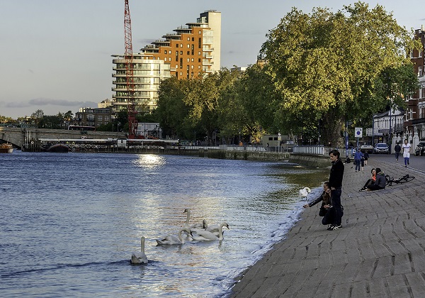 Thames River Putney Swans