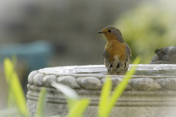 Andrew Wilson, nature, photo, Robin bird