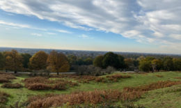 Richmond Park view