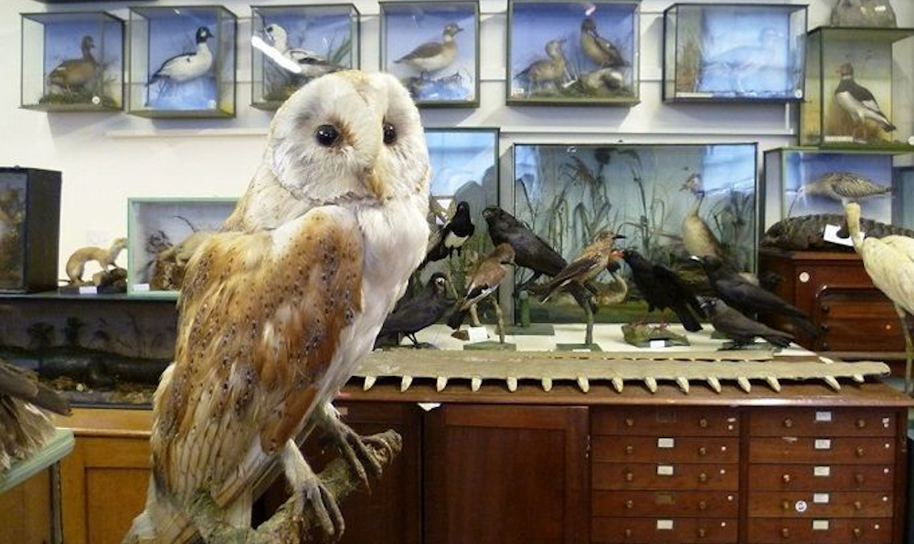 Holmesdale Natural History Club Museum Open Days