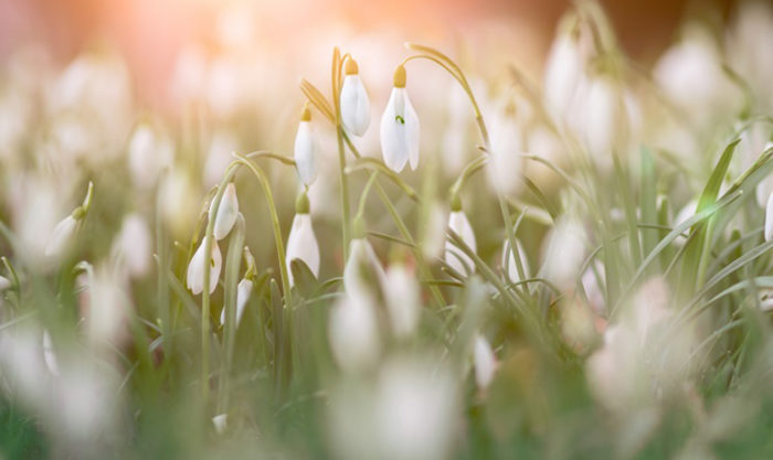 Where to see spring flowers in London and Surrey Snowdrops