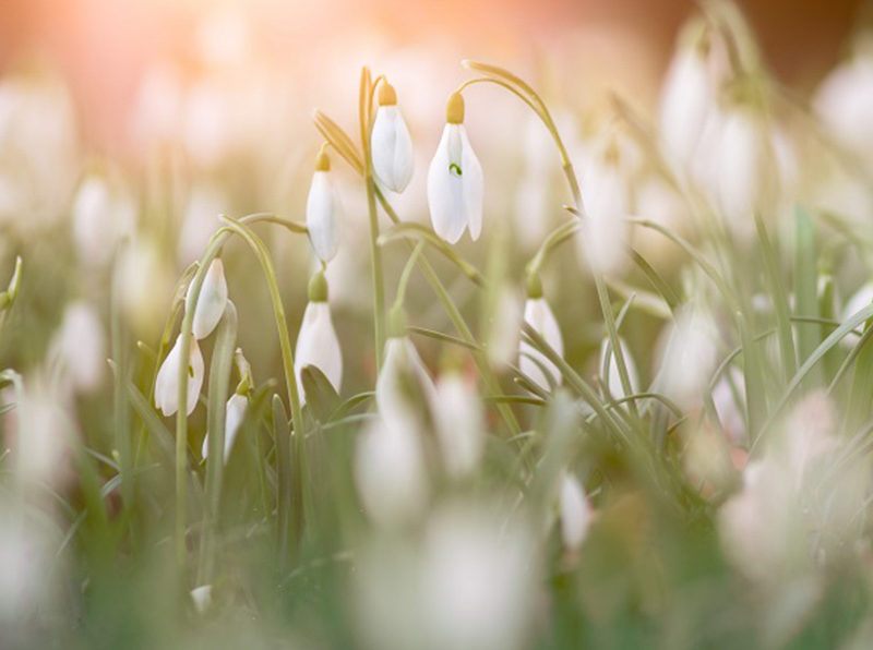 Where to see spring flowers in London and Surrey Snowdrops